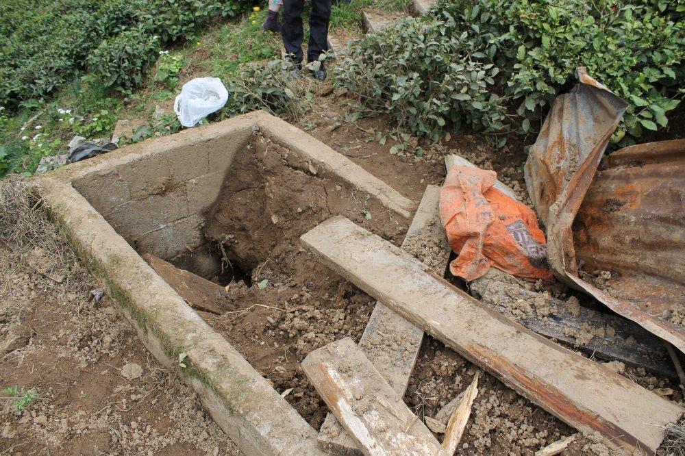 Rize'de ayılar mezarlara dadandı