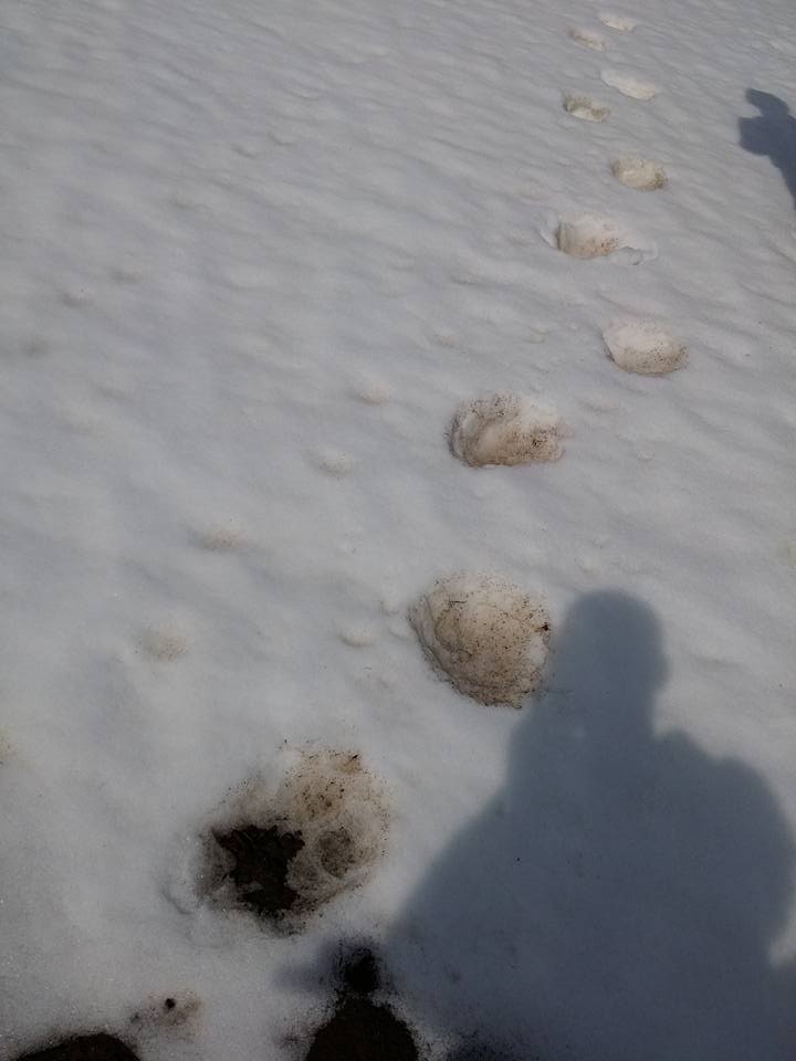 Ayılar mezarlardan sonra yayla evlerine dadandı