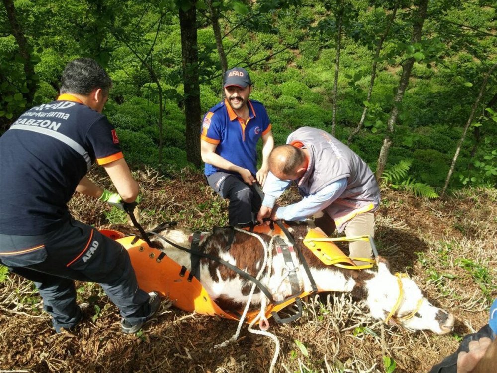 Trabzon'da AFAD inek için seferber oldu