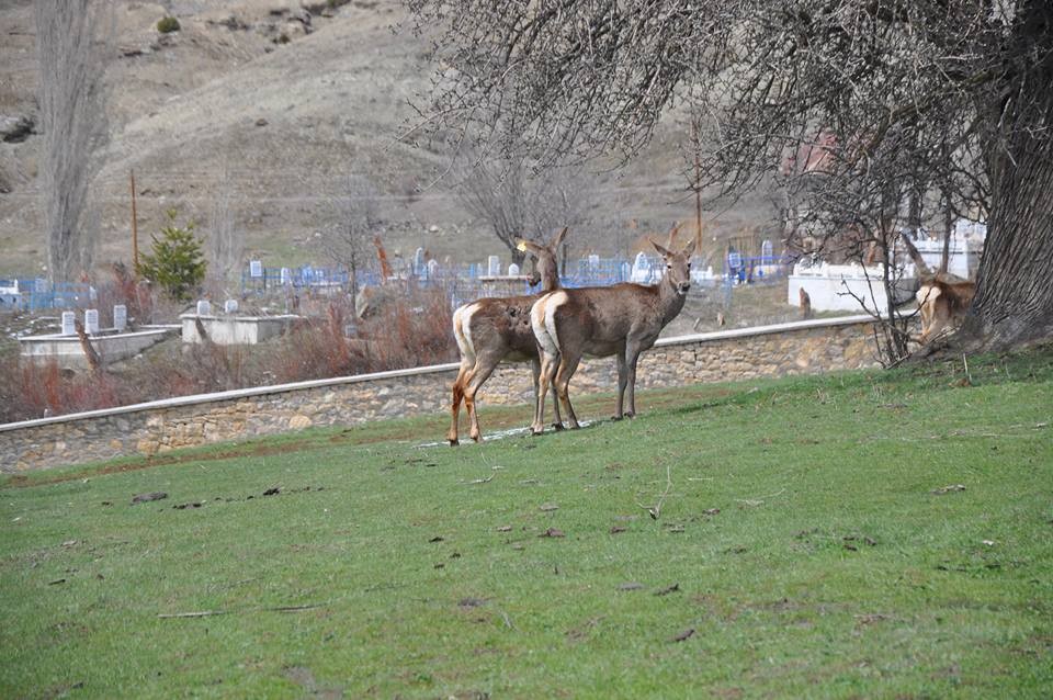 Giresun'da kızıl geyikler fotokapana yakalandı