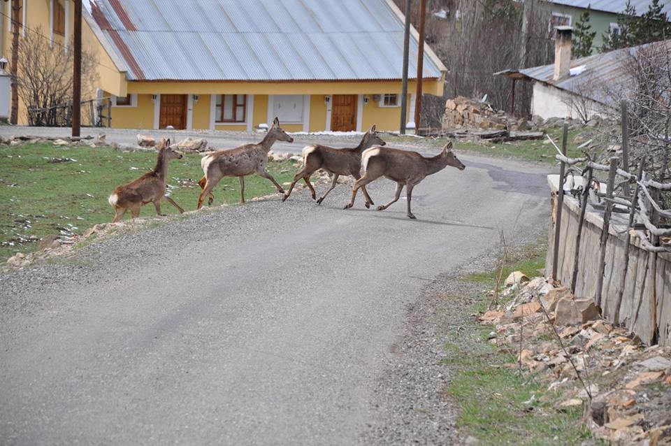 Giresun'da kızıl geyikler fotokapana yakalandı