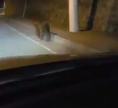 Artvin’de bir otomobile ayı saldırdı