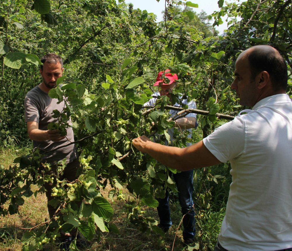 Fındıkta rekolte tahmini bekleniyor - Çalışmalar başladı