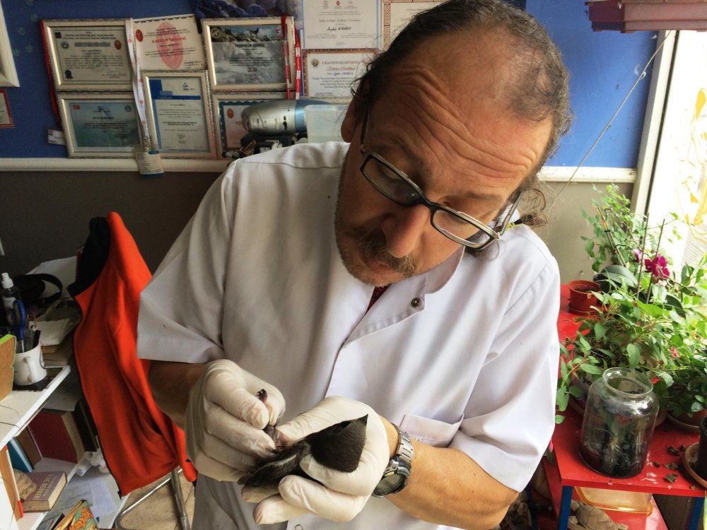 Trabzon'da yaralı Ebabil kuşu tedavi edildi