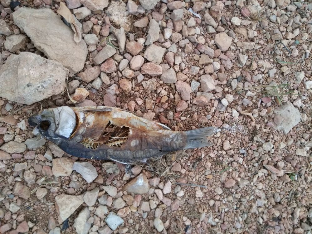 Bayburt'ta Göletteki balık ölümleri inceleniyor