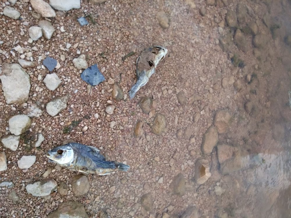 Bayburt'ta Göletteki balık ölümleri inceleniyor