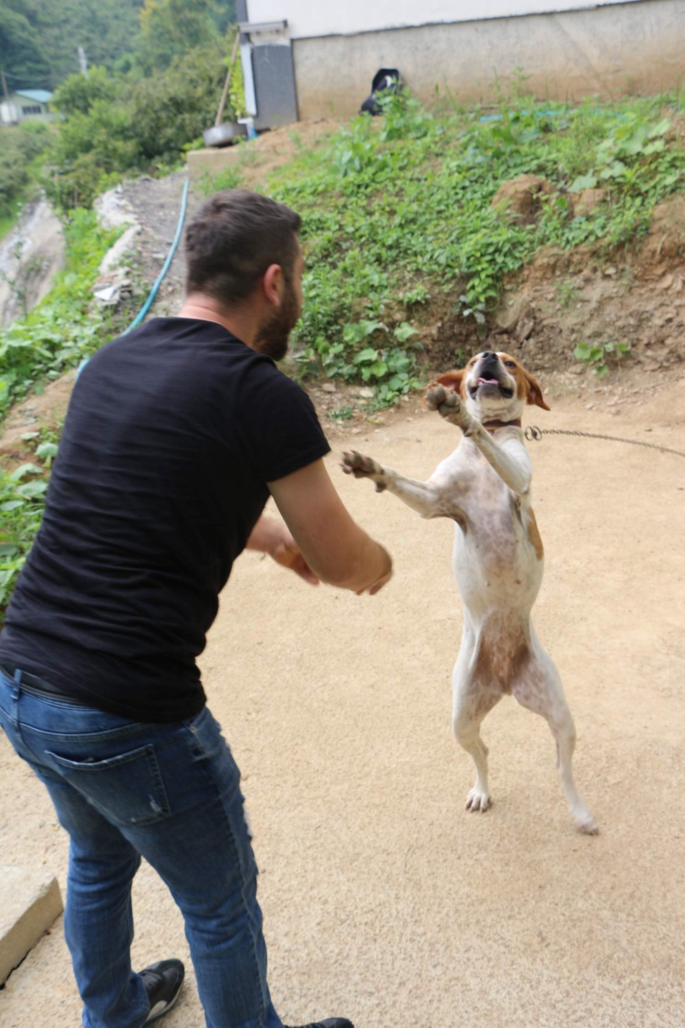 Trabzon'da bu köpek kolbastı oynuyor!