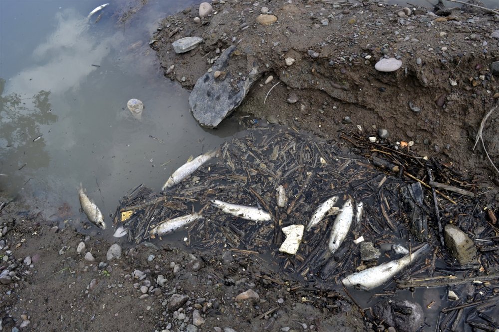 Karadeniz'de balıklar ölümü korku yarattı 