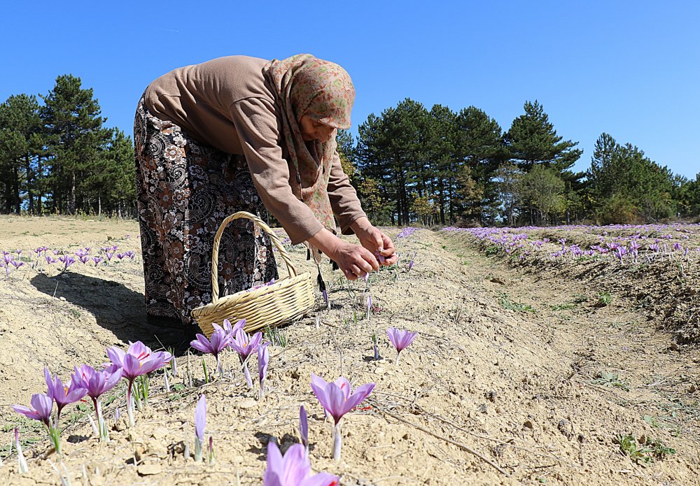 Dünyanın en pahalı bitkisinde hasat başladı