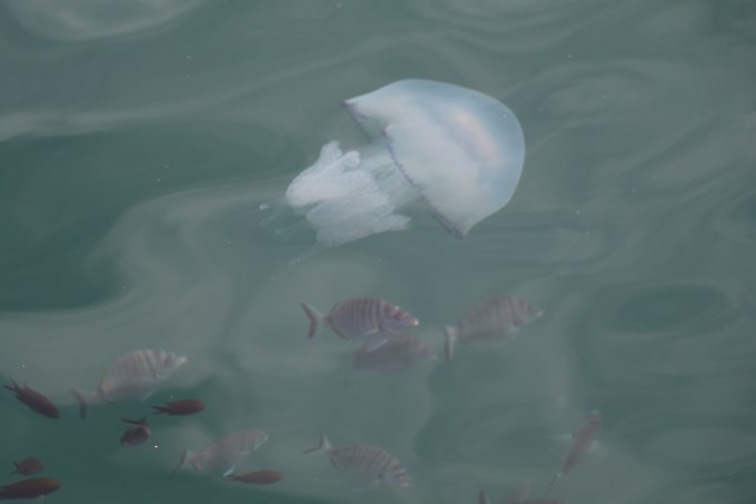 Nesli tükenmekte olan balık Rize'de görüldü