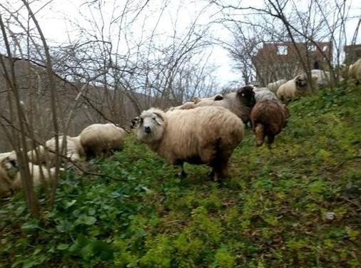 Of, Artlı ve Çepni koyunlarının genetiği araştırılacak
