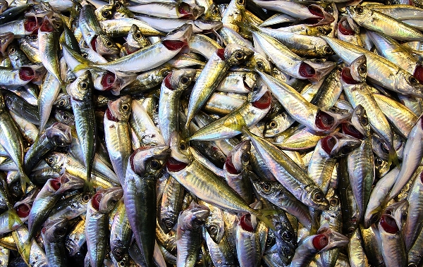 Trabzon'da balık fiyatları rekor kırıyor! Hangi balık kaça satılıyor?