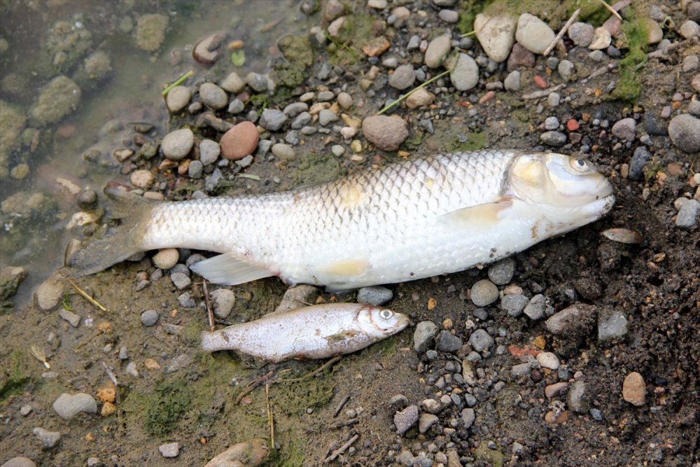 Doğu Karadeniz'deki derede balık ölümleri harekete geçirdi