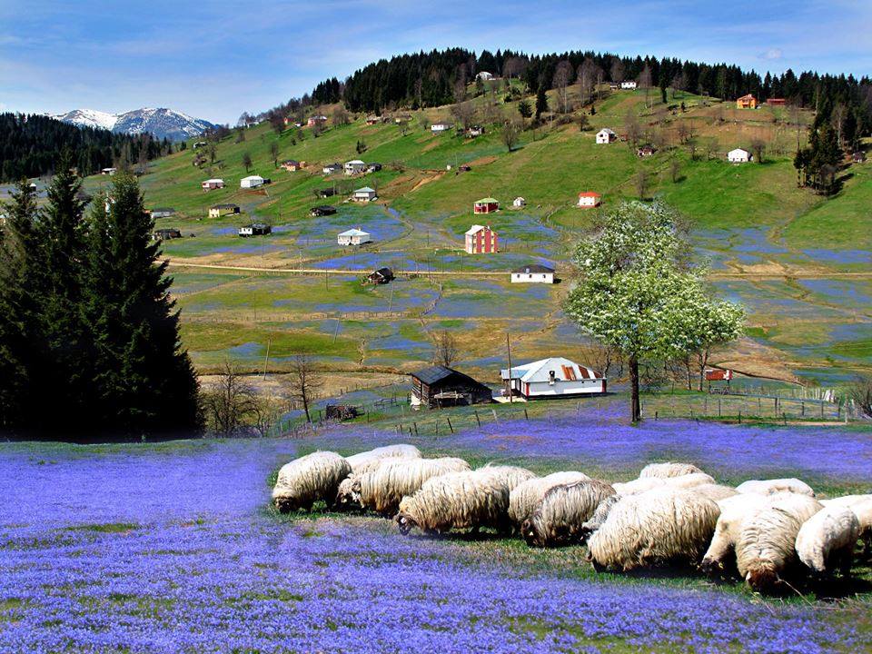 Trabzon'da şok iddia! Kadıralak Yaylası beton mu olacak? 