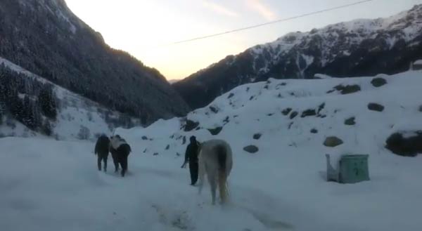 Rize'de donmak üzere olan atlar kurtarıldı
