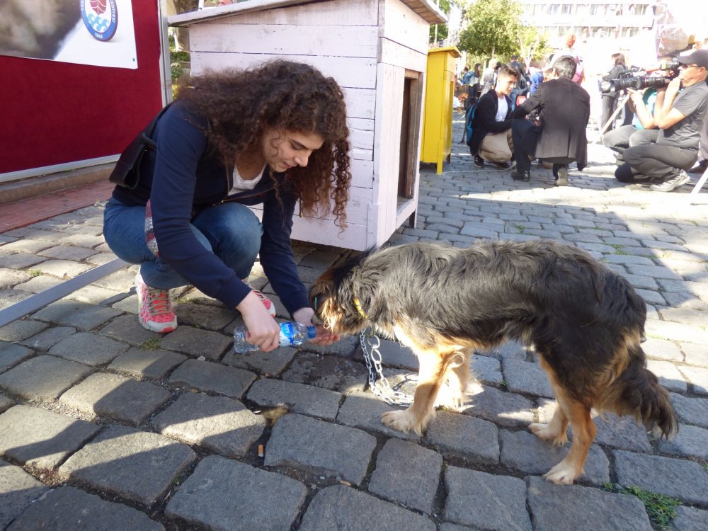 Trabzon'da sokak hayvanları için anlamlı etkinlik