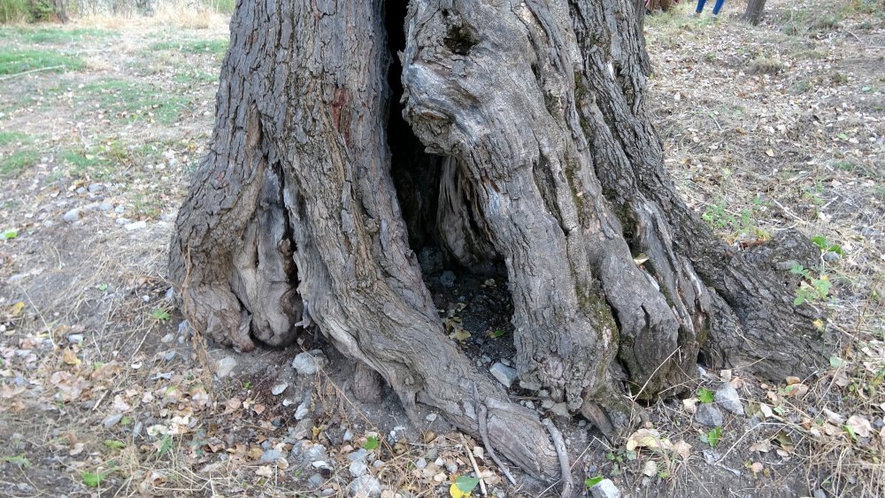 Giresun'un Şebinkarahisar ilçesinde bulunan 300 yıllık dut ağaçları kuruyor.