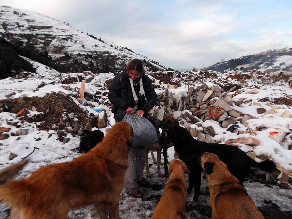 4'ü yavru 5 köpek soğuktan dondu