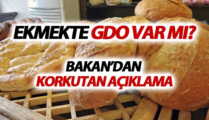 GDO'lu Ekmek için yeni gelişme