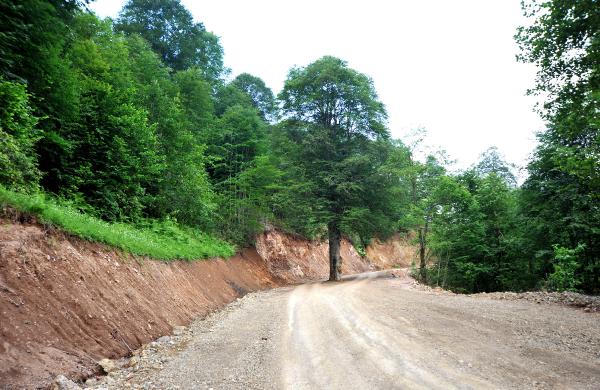 Trabzon'da asırlık ağaç kesilmekten kurtarıldı