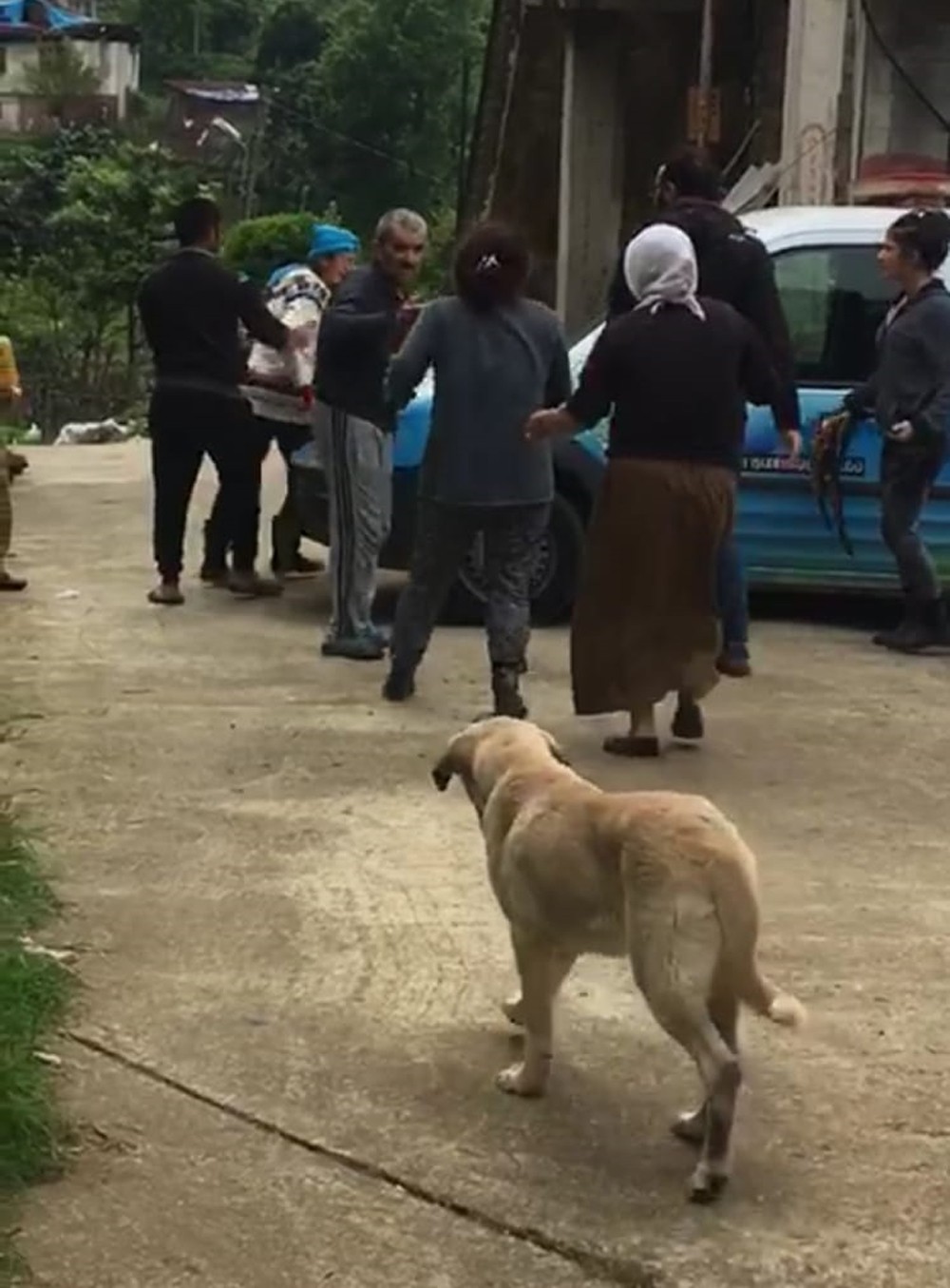 Rize'de köpek bakan kişi saldırıya uğradı