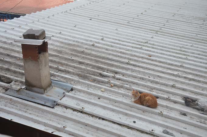 Çatıda mahsur kalan kediyi itfaiye kurtardı