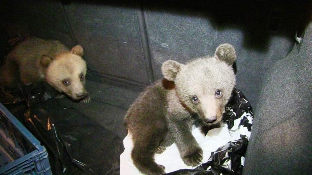 Yavru ayıları köpeklerden kurtardılar