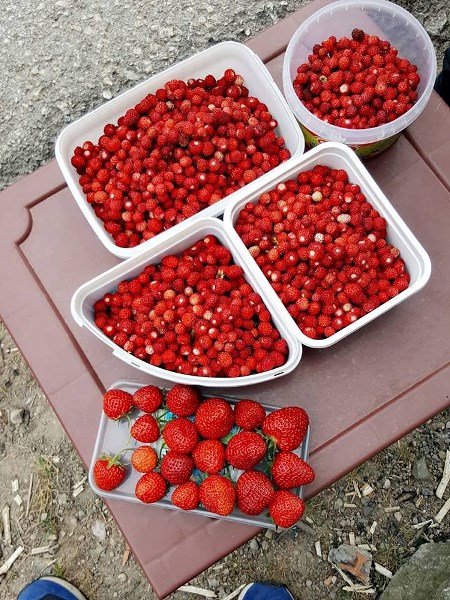 Karadeniz'de yetişen bu çileğin kilosu 100 TL 