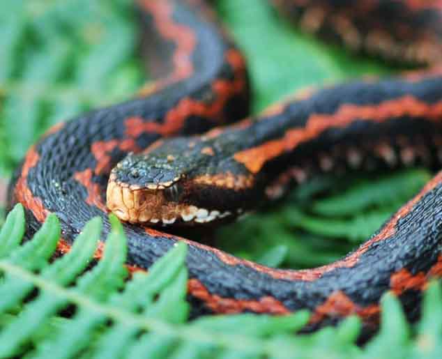 Trabzon'da bulunan yılanla ilgili gerçek ortaya çıktı