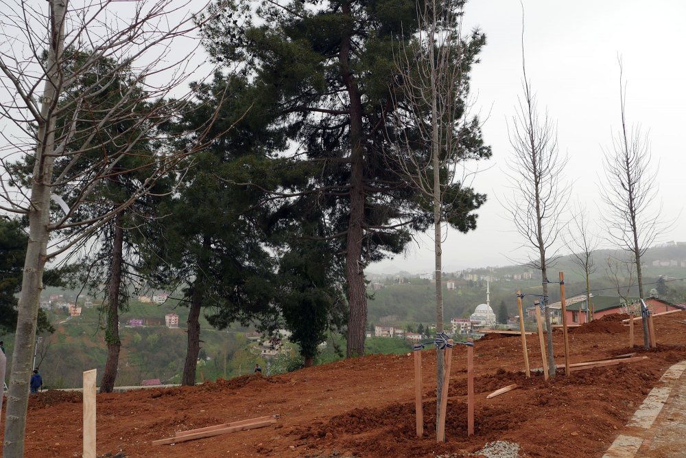 Trabzon'a 3 milyon yeşil bitki dikildi