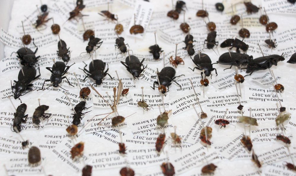 Samsun'da 100 bin böcek müzede