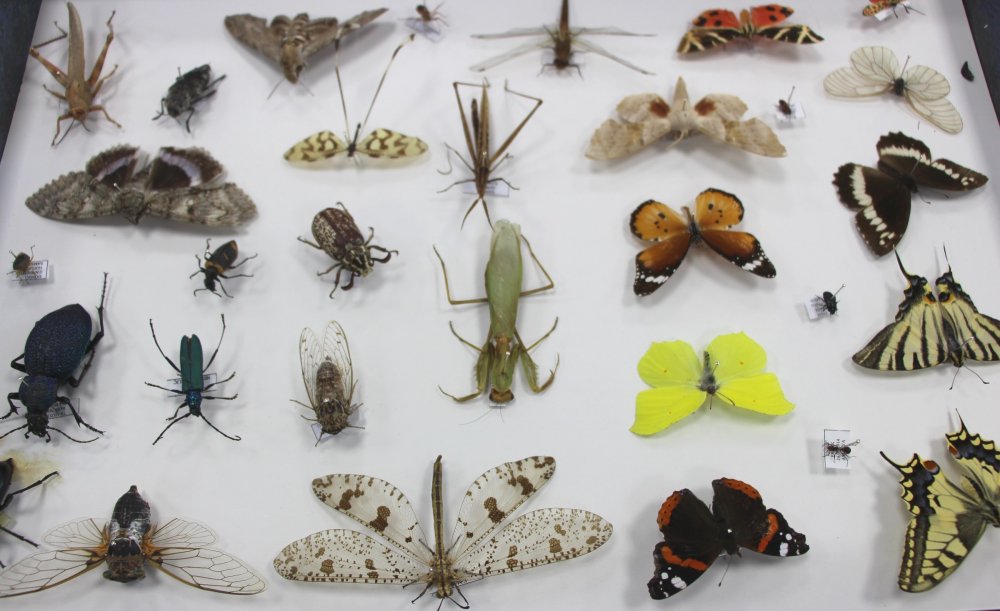 Samsun'da 100 bin böcek müzede