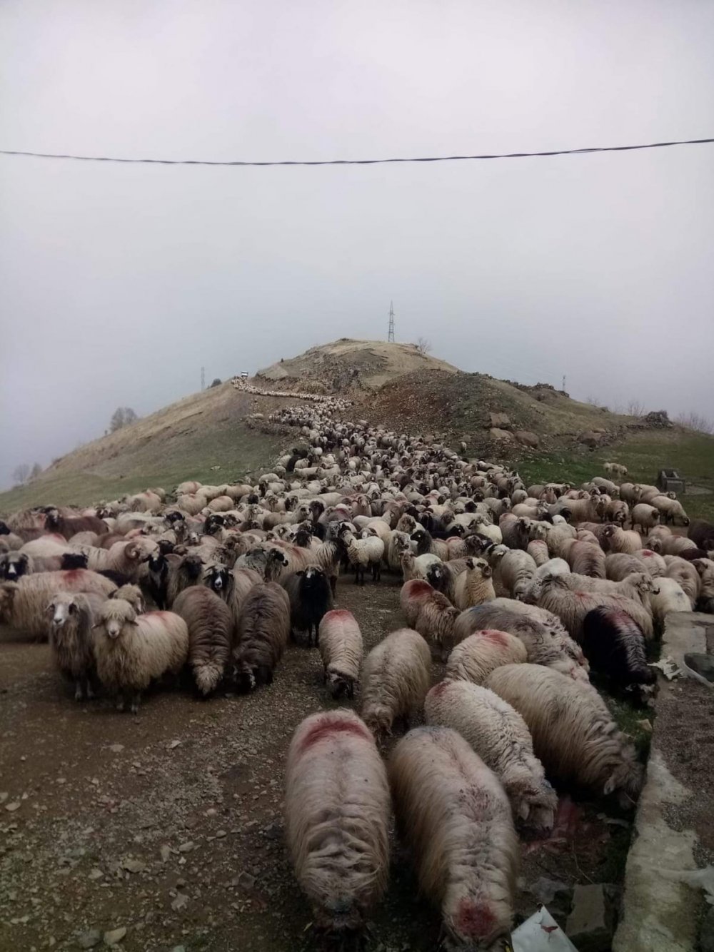 Trabzon'da çobanın yayla yolu tepkisi