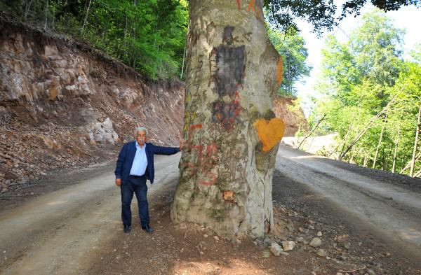 Trabzon'da asırlık ağaç kesilmekten kurtarıldı