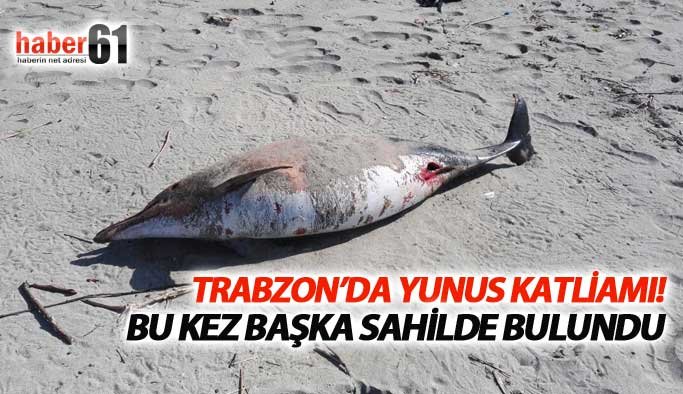 Trabzon'da yunus balıklarının ölüm nedeni belli oldu
