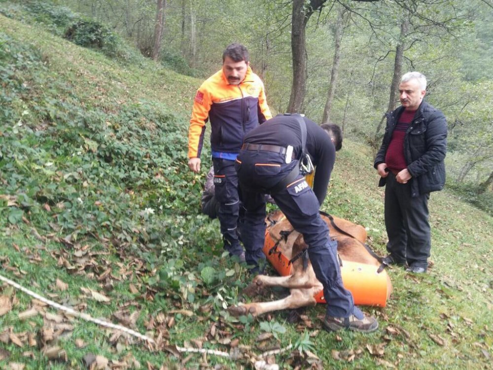 Trabzon'da yamaçtan düşen inek kurtarıldı
