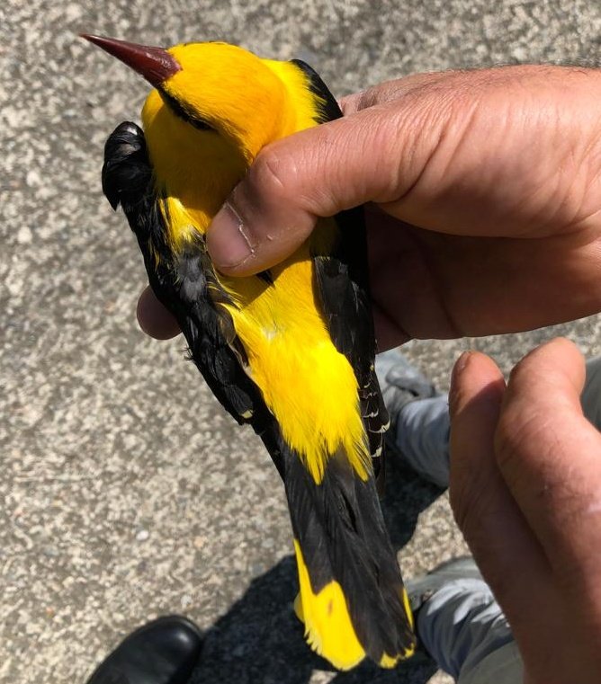 Ender görülen kuş Trabzon’da tedavi altına alındı