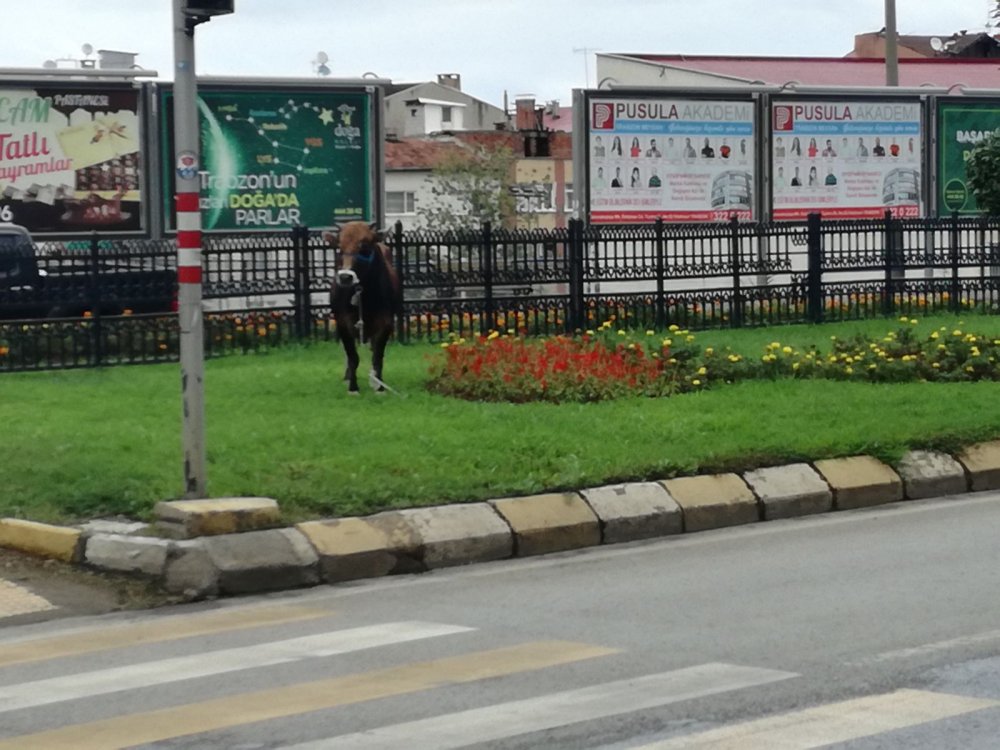 Trabzon'da Kurbanlık operasyonu: Trafiğin içine daldı