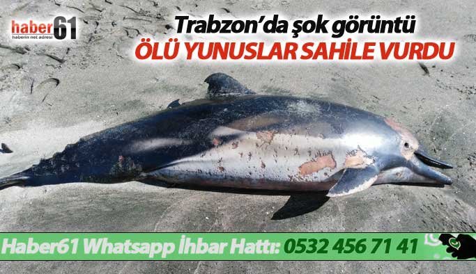 Trabzon'da bir şok daha! Başka sahilde ikinci ölü yunus vakası