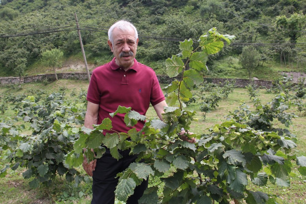 Trabzon’da fındıkta örnek bahçelerde üretim artıyor