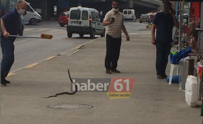 Trabzon’un merkezinde yılan paniği! Fırça ile peşine düştüler