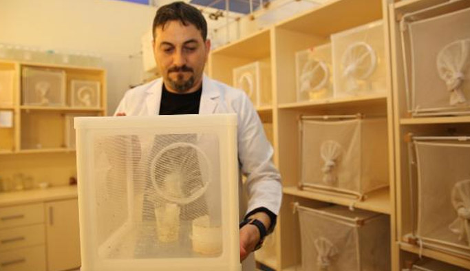Zika virüsüne sebep olan sinek Türkiye'de aranacak