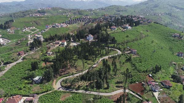Trabzon'da Atatürk Köşkü Ormanları'ndan iyi haber