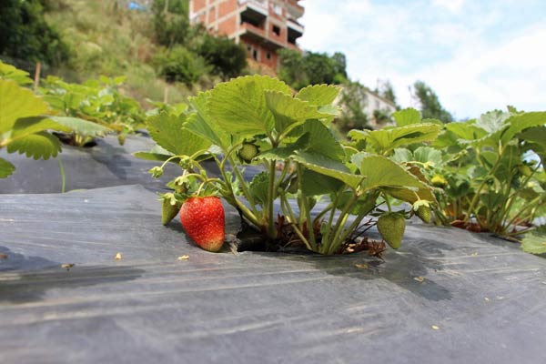 Trabzon'da iki üniversite bitirdi ama iş bulamayınca bakın ne yaptı