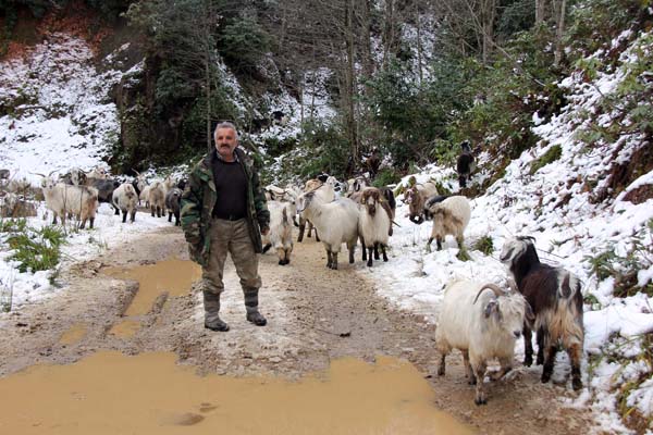 Rize Çobanların zorlu dönüş yolculuğu