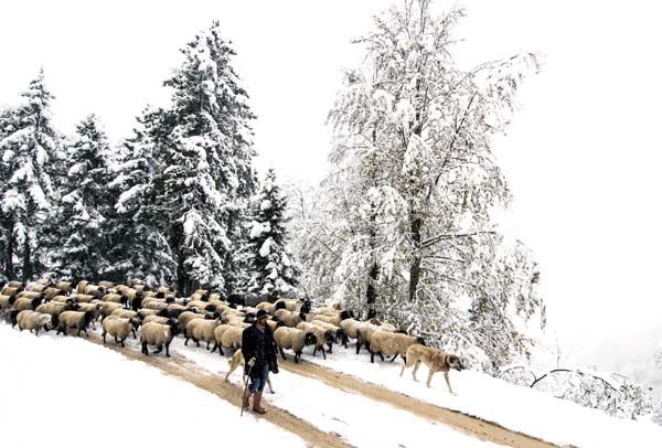 Rize Çobanların zorlu dönüş yolculuğu