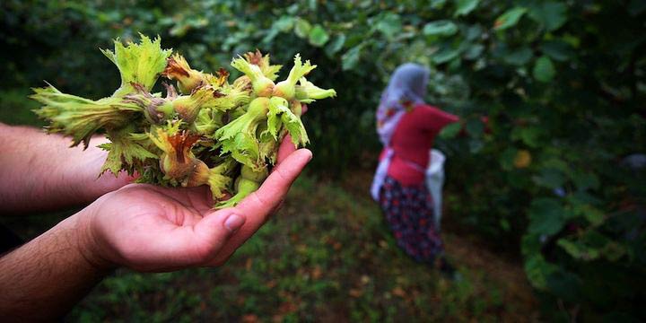 Fındık Fiyatları ne kadar oldu? – Fındık fiyatlarında son durum