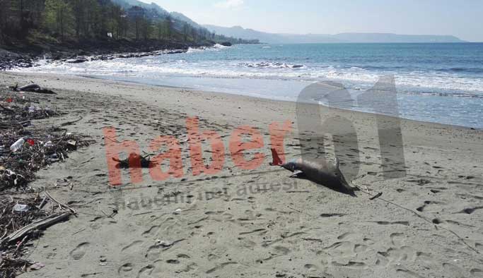 Trabzon'da bir şok daha! Başka sahilde ikinci ölü yunus vakası