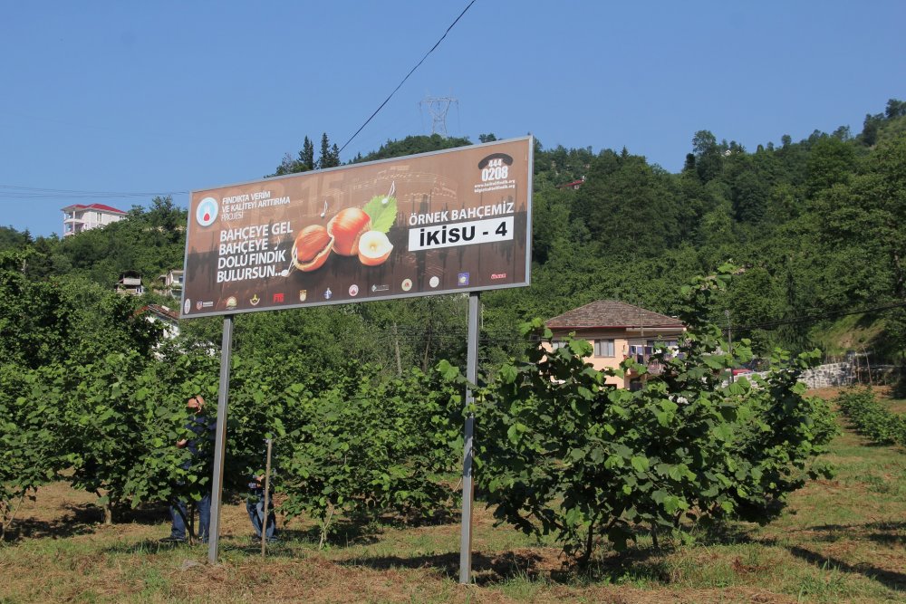 Trabzon’da fındıkta örnek bahçelerde üretim artıyor