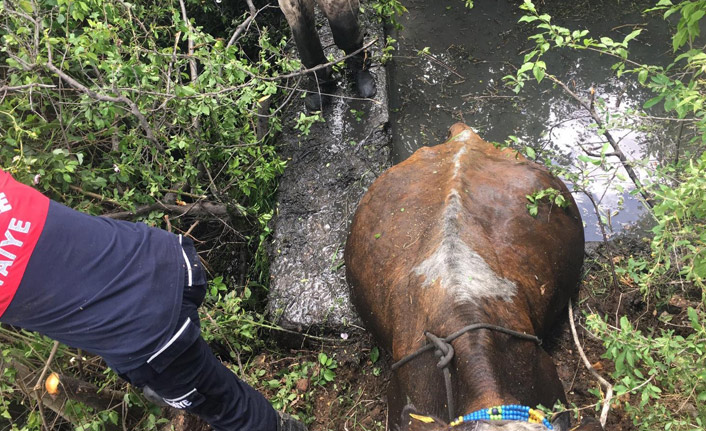 Havuza düşen inek operasyonla kurtarıldı